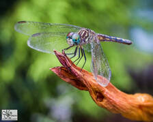nature photography, dragonfly, macro
